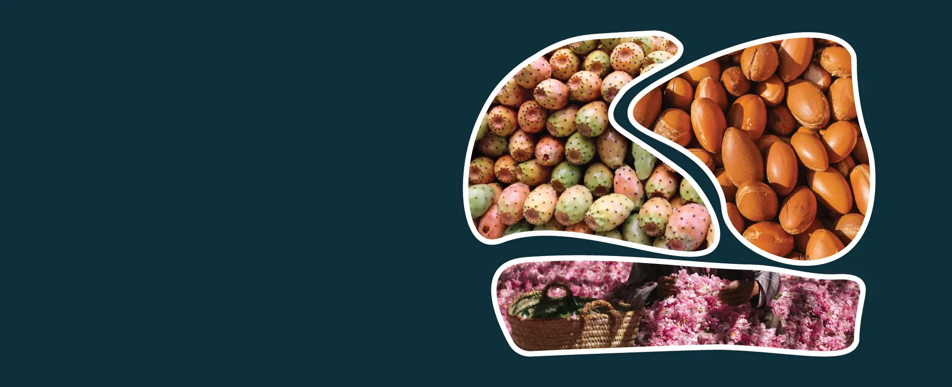 Moroccan beauty products Argan, prickly pear seed and rose water supplier right Moroccan beauty products Argan, prickly pear seed and rose water supplier