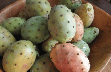 Moroccan organic Prickly pear seed oil wholesale and with private label