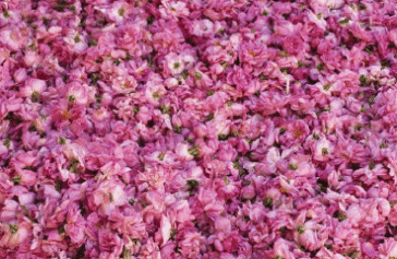 Moroccan rose water hydrosols wholesale