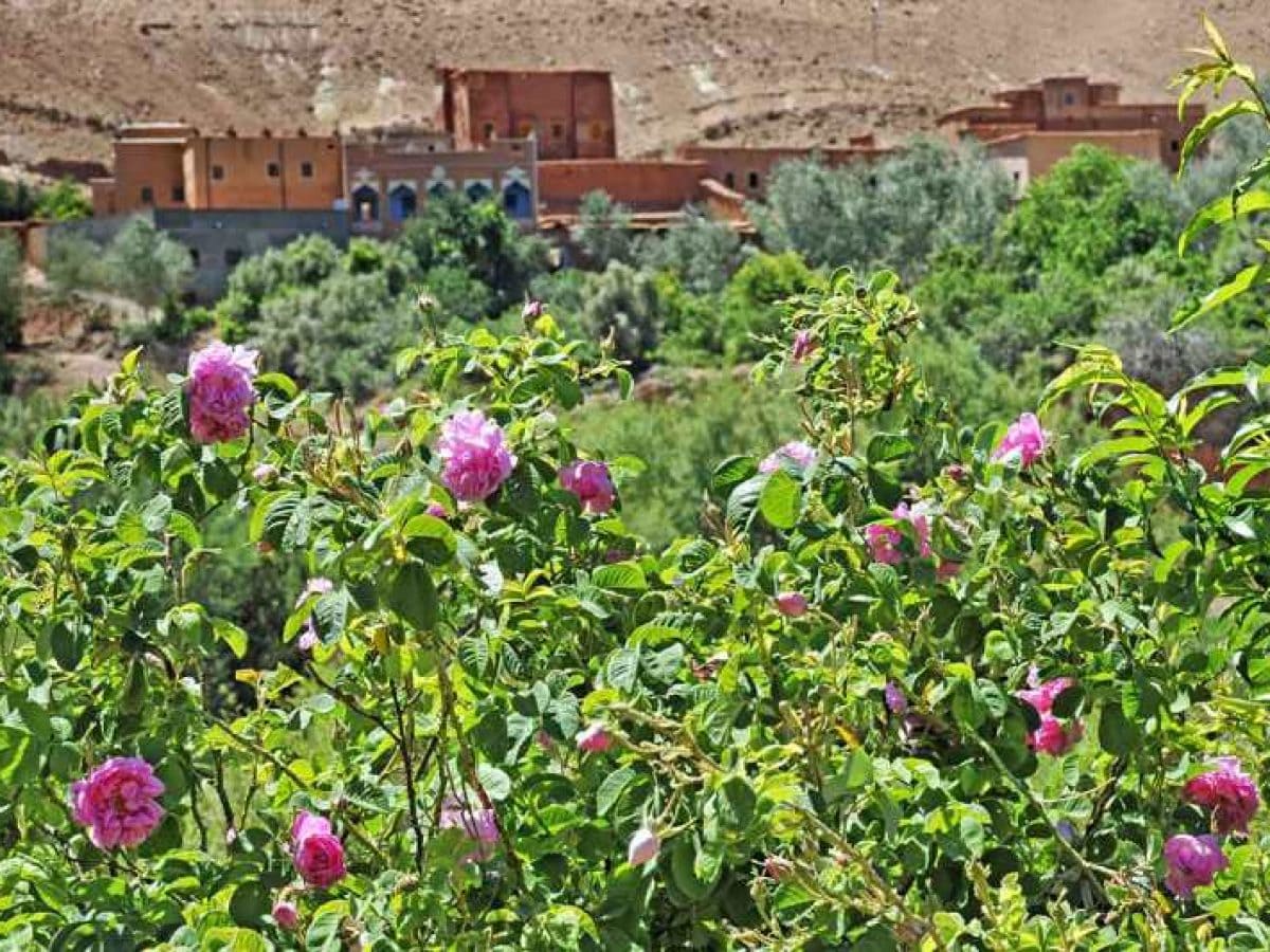 Rose fields in Morocco's Dades Valley during the harvest