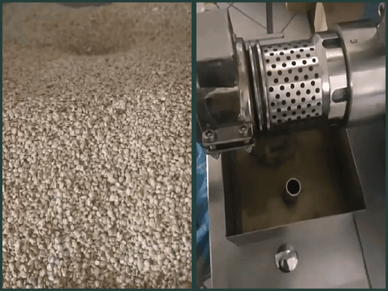 Prickly pear fruit and seeds for oil extraction